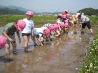 田植え